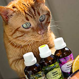 Опасны ли эфирные масла для кошек